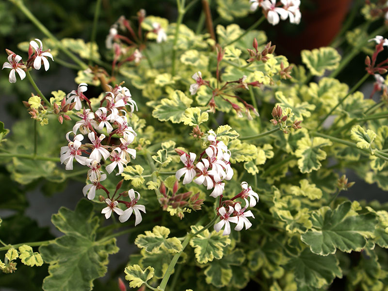 Doftpelargon Variegated Nutmeg