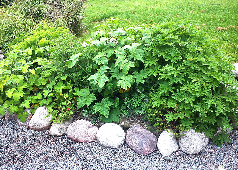 pelargonrabatt