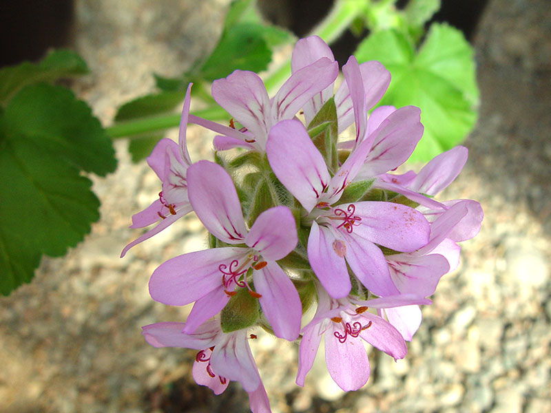 Pelargonium capitatum