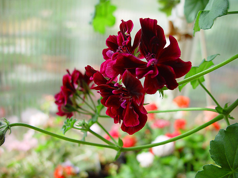 Hängpelargon 'Rio Grande' har mörkt purpurröda blommor