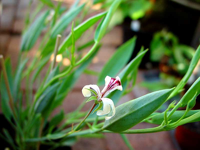 Pelargonium lanceolatum har lanslika blad