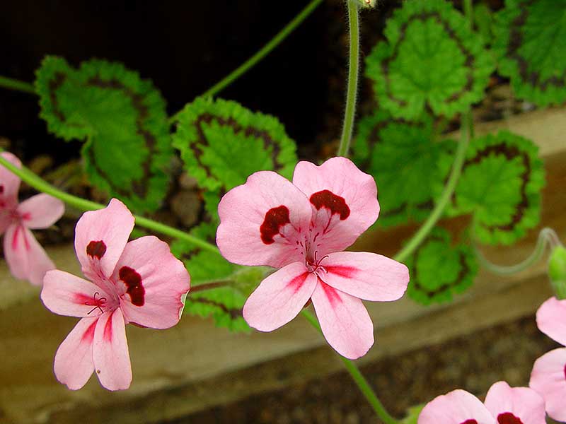 Pelargonium alpinum har annorlunda övre kronblad