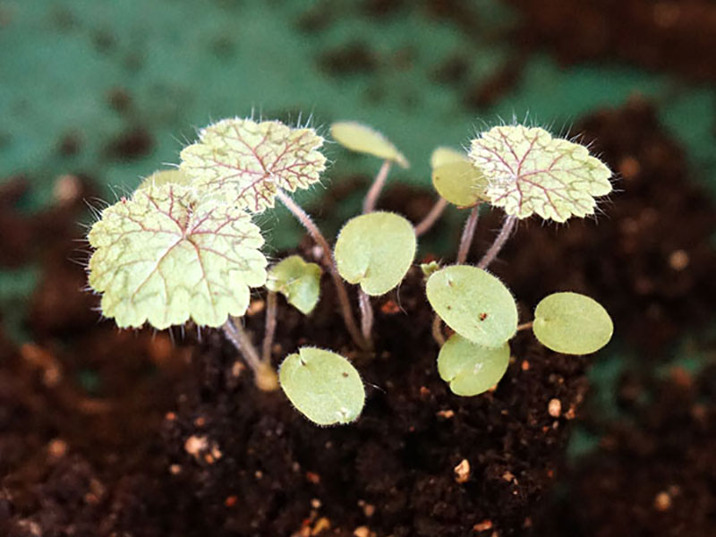 Fröplantor av Pelargonium barklyi