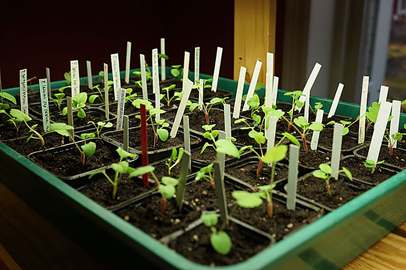 Omplanterade frösådda pelargoner