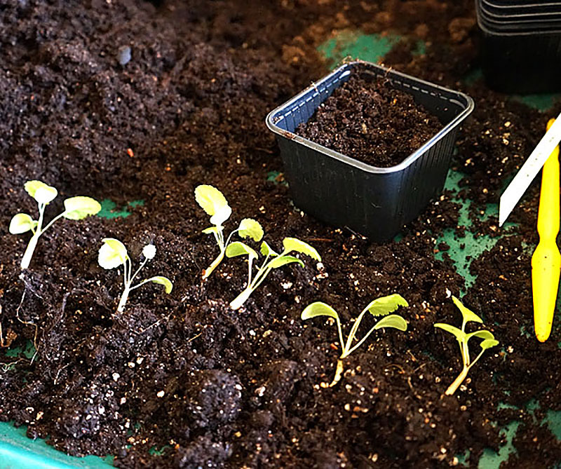 Små frösådda pelargonplantor med rötter