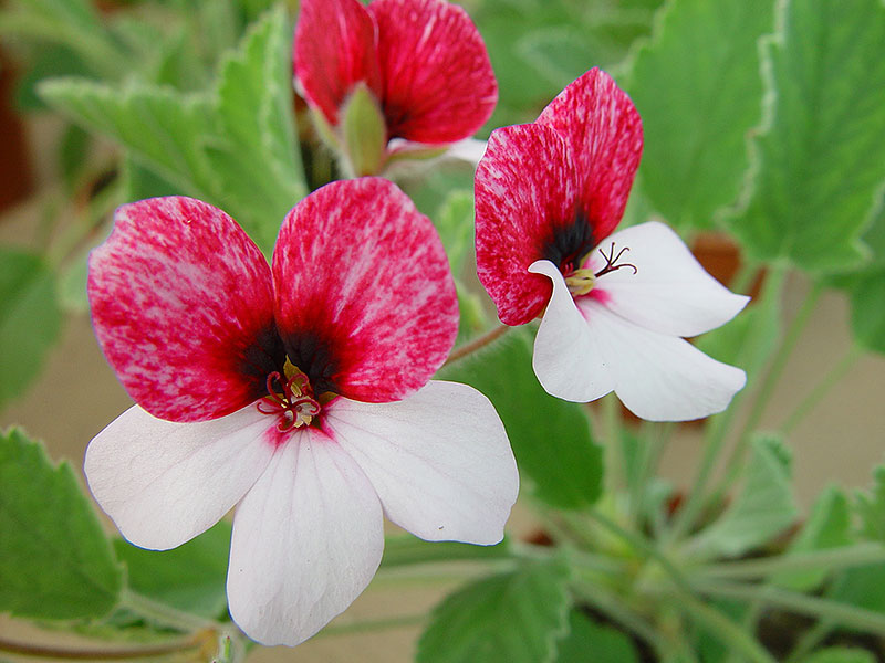 P. x Spendide, en pelargonkorsning mellan två vilda arter