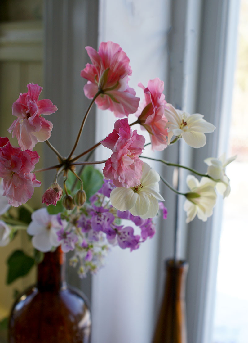 Pelargonblommor i vas