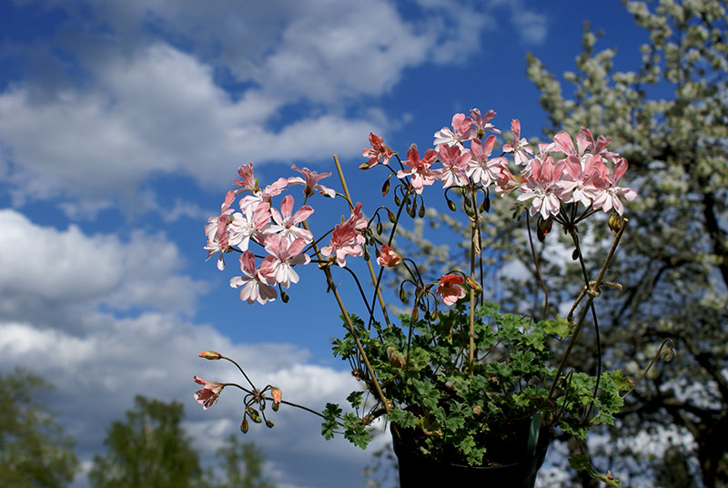 Zonarticpelargon Unicorn zonartic 'Butterfly'