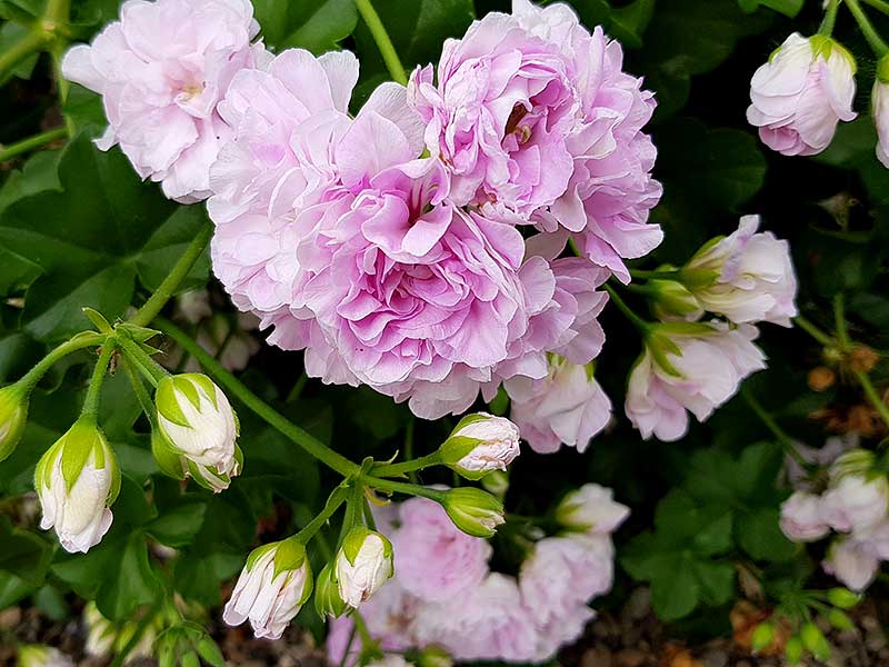 Hängpelargonen Jackie har blommor som påminner om rosenknoppar