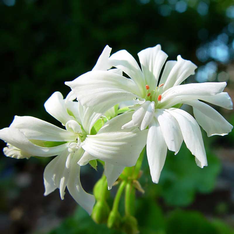 Zonalpelargonen Noel har blommor av kaktustyp