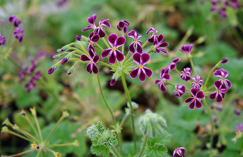 Primärhybrid P. x Lawrenceanum har lila blommor