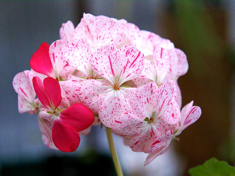 Zonalpelargon med blommor av äggskalstyp