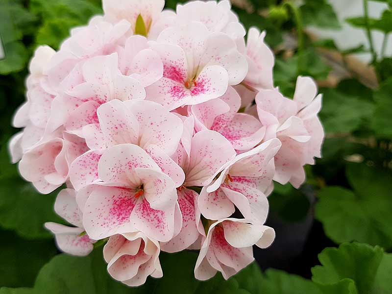 Zonalpelargon med blommor av fågeläggstyp