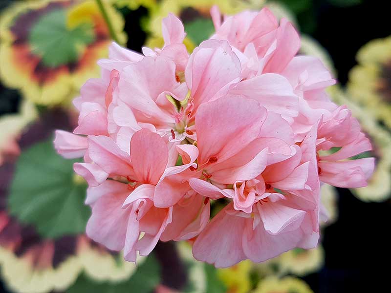 Zonalpelargon Goldie har halvdubbla blommor