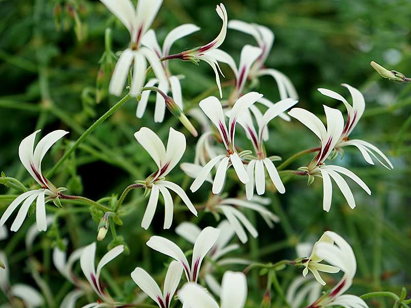 Blommor på Pelargonium trificum