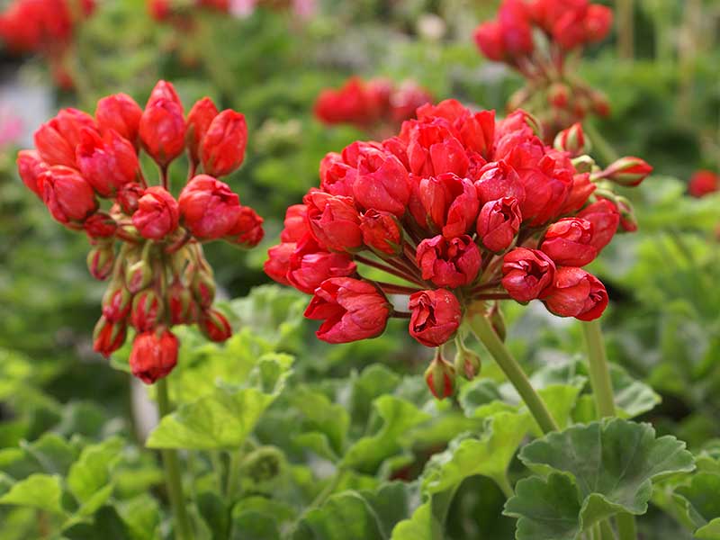 Tulpanblommande pelargoner är outvecklade blommor