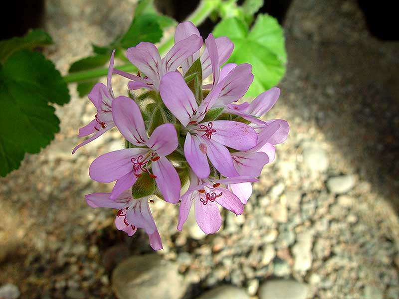 Pelargonium capitatum, första pelargonen till Sverige