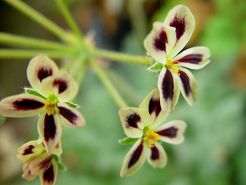 Pelargonium triste