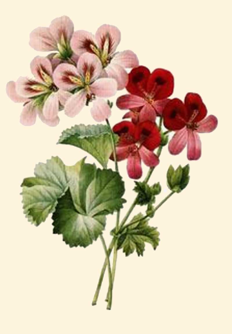 Exempel på pelargoner som korsades frm under 1800-talet