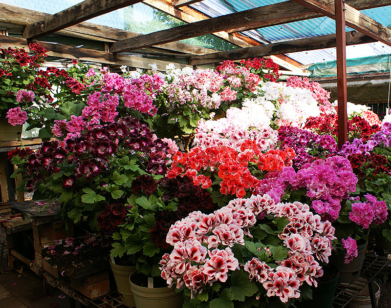 Olika sorters engelska pelargoner hos pelargonsamlare i växthus