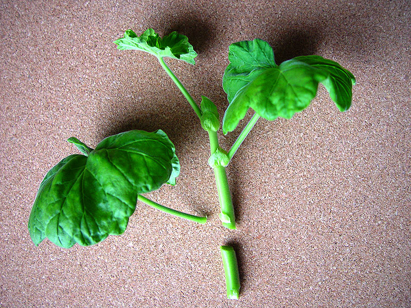 preparerad pelargonstickling