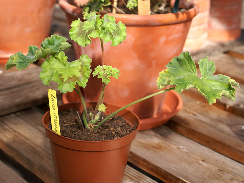 Pelargontickling zonartic uppskolad efter rotning i plastkruka