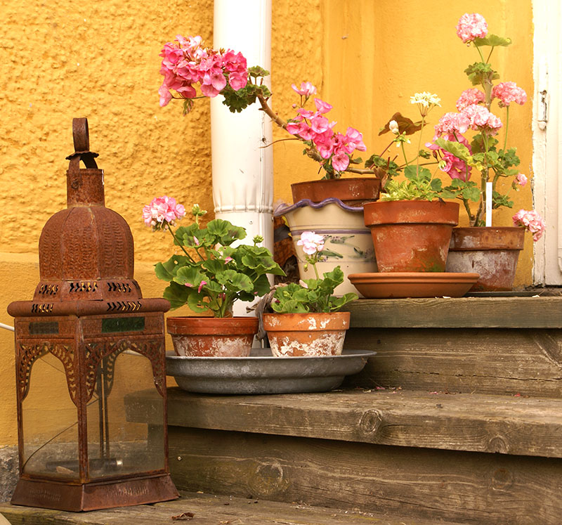 Rosablommande pelargoner utställda på trappen utomhus