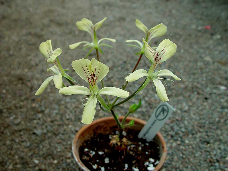 Pelargonium oblongatum är en geofyt med gula blommor