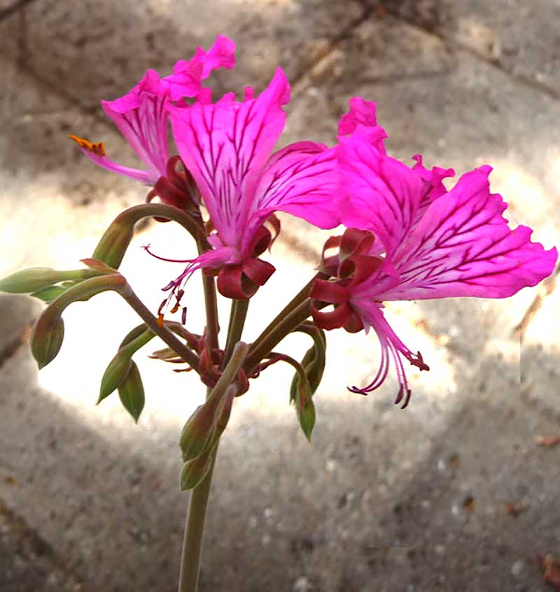 Pelargonium endlicheranum vildart från Turkiet