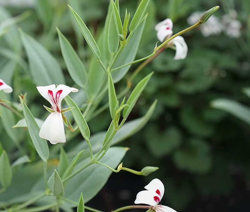 Pelargonium lanceolatum har avlånga spetsiga blad