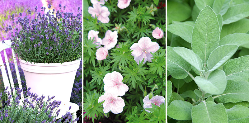 Lavendel, blodnäva Geranium och salvia i kruka