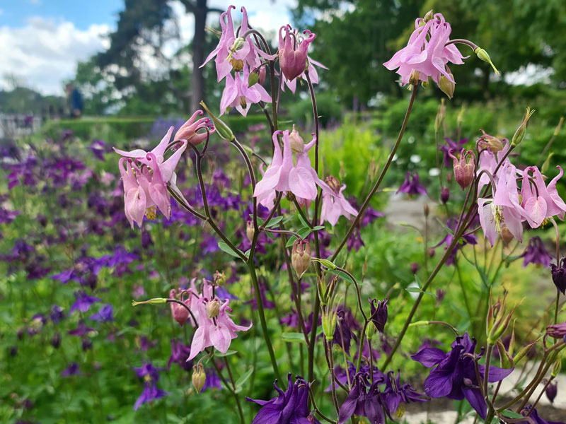 Rosa och blå akleja