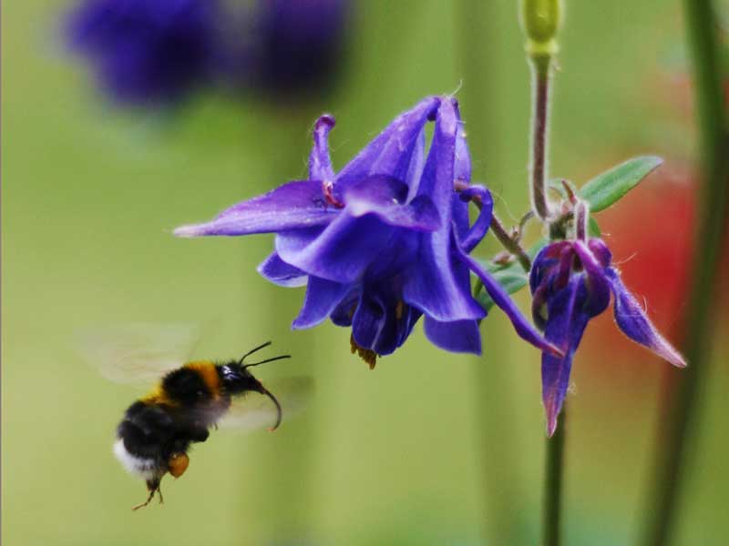 Akljea pollinerad av humla