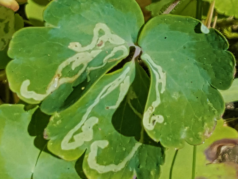 Minerarfluga i blad på akleja