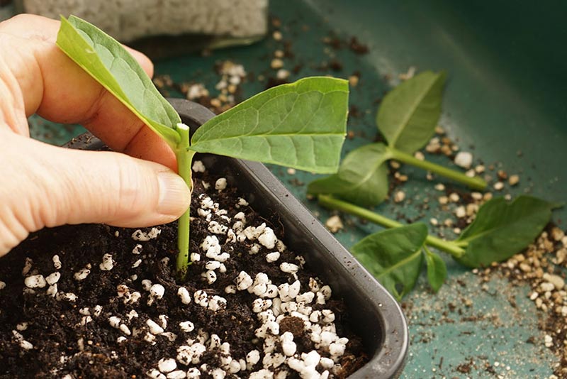 Stickling av höstflox planteras i såjorden