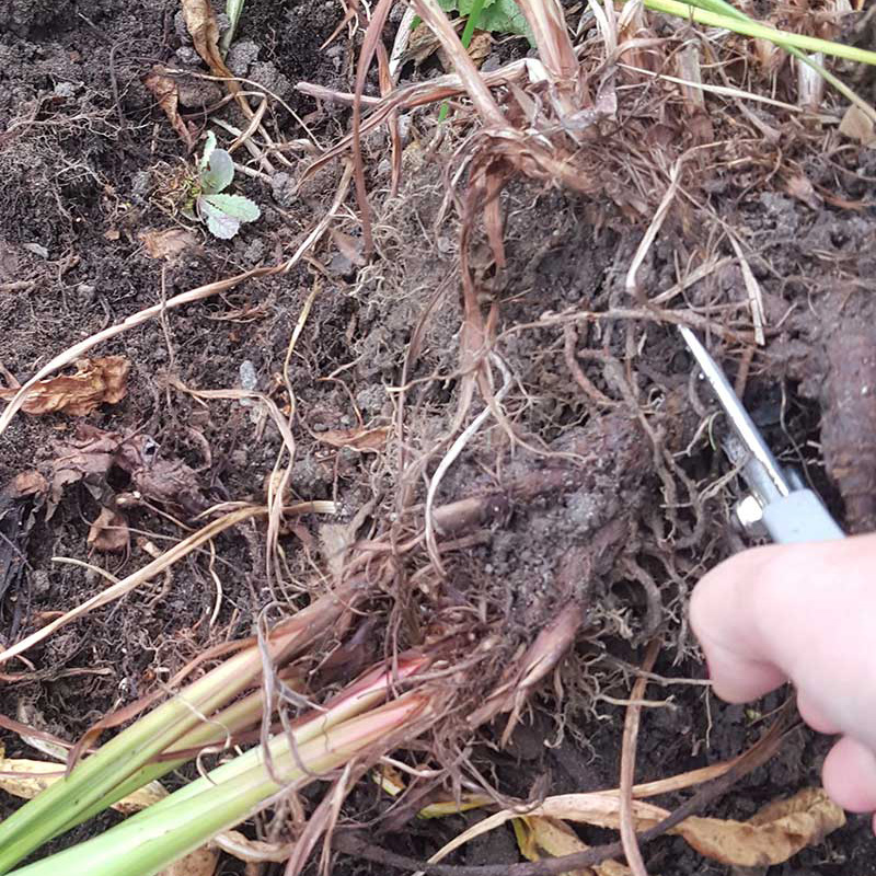 Delning av perenn strandiris