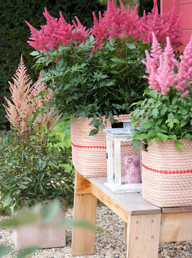 Astilbe odlade i kruka