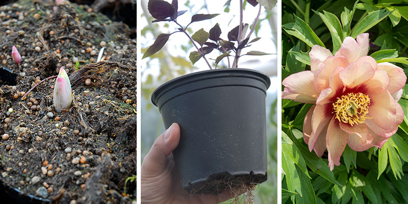 Drivning av barrotad pion i kruka - x