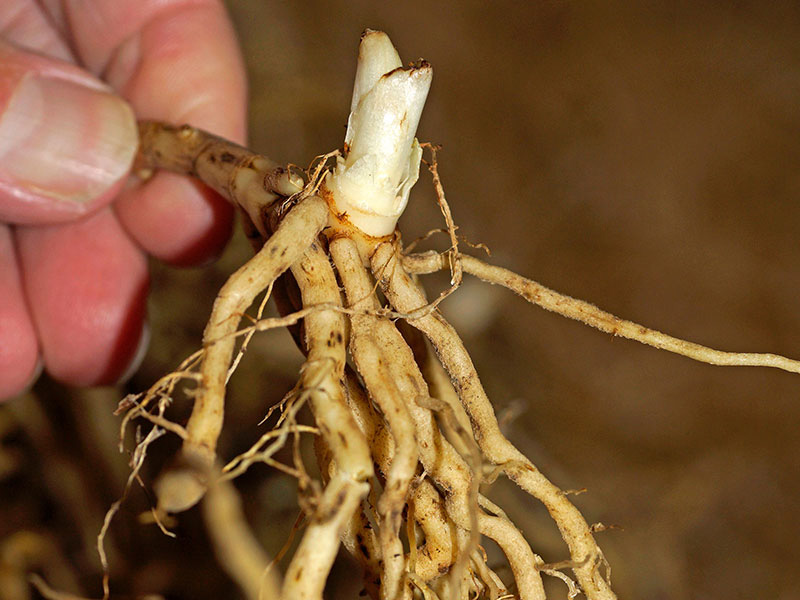 Kontroll av barrotad skugglilja