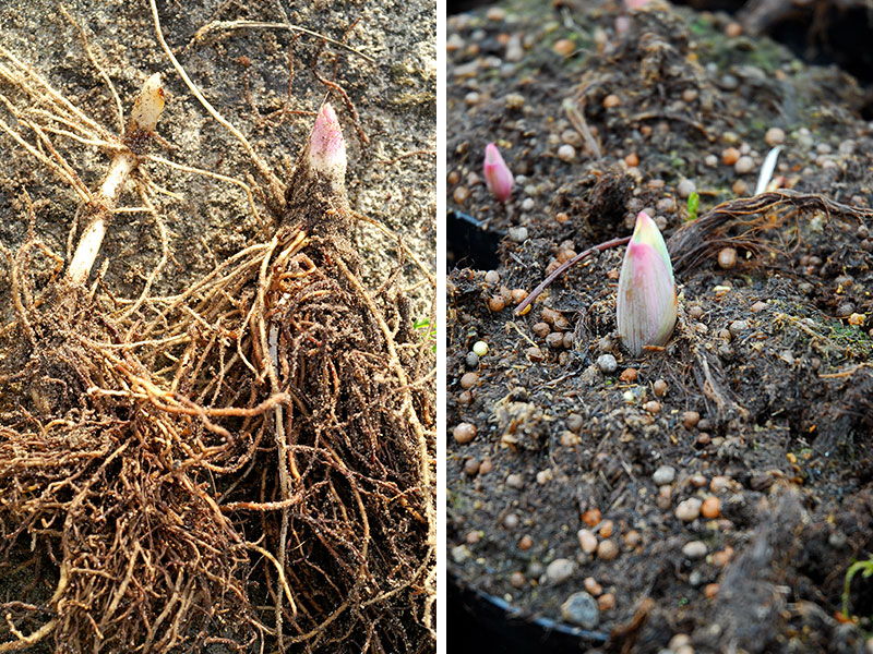 Plantering av barrotad perenn liljekonvalj och pion
