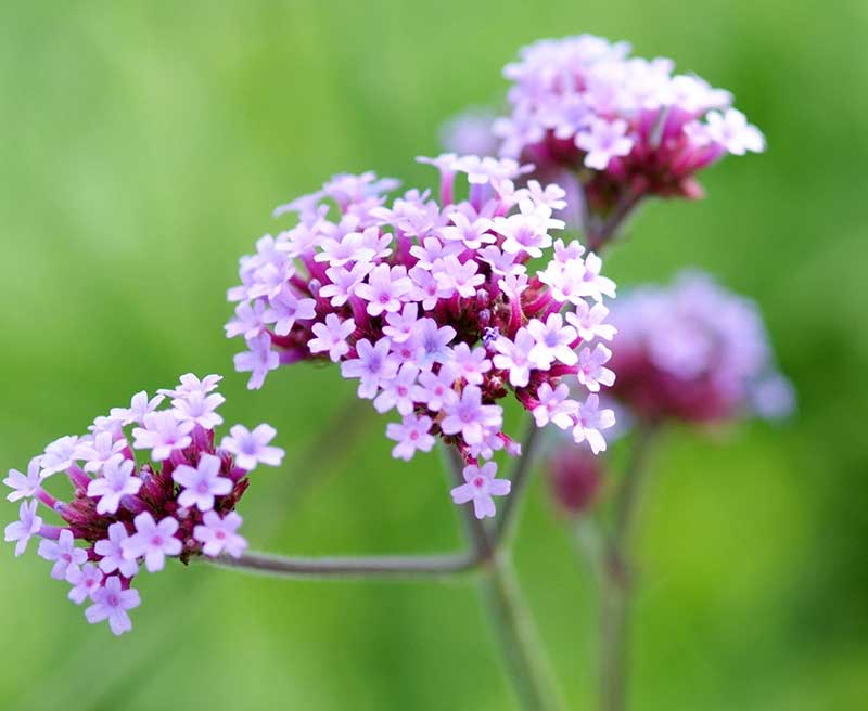 Närbild blommor av jätteverbena - x