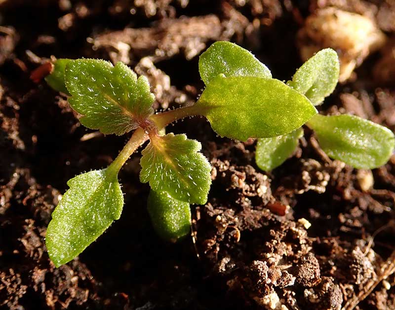 Groddplanta av jätteverbena - x