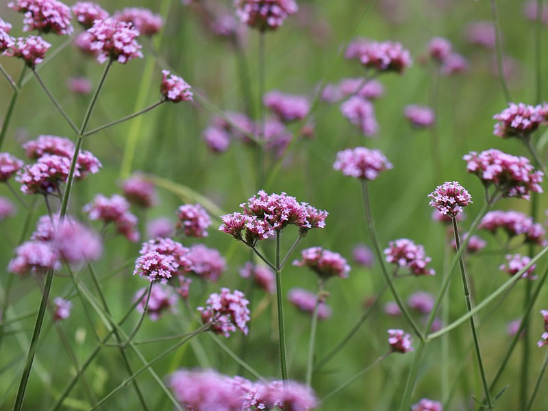 Blommande lila jätteverbena - px