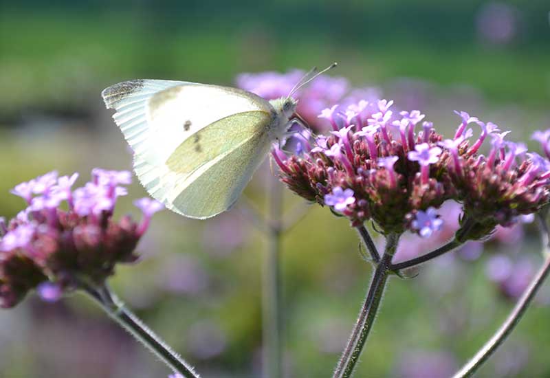 JÄtteverbena med pollinerande fjäril