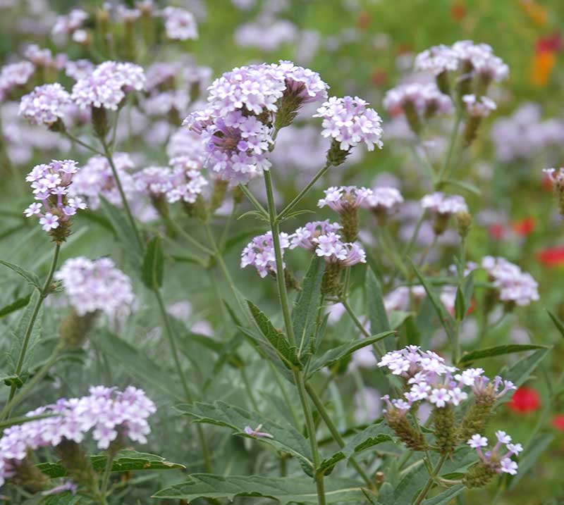 Violverbena med ljusa lilarosa blommor - x