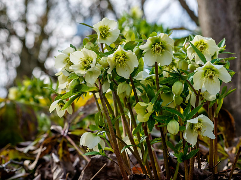 Julros, Hellebourus niger - AS Julros, Hellebourus niger - AS