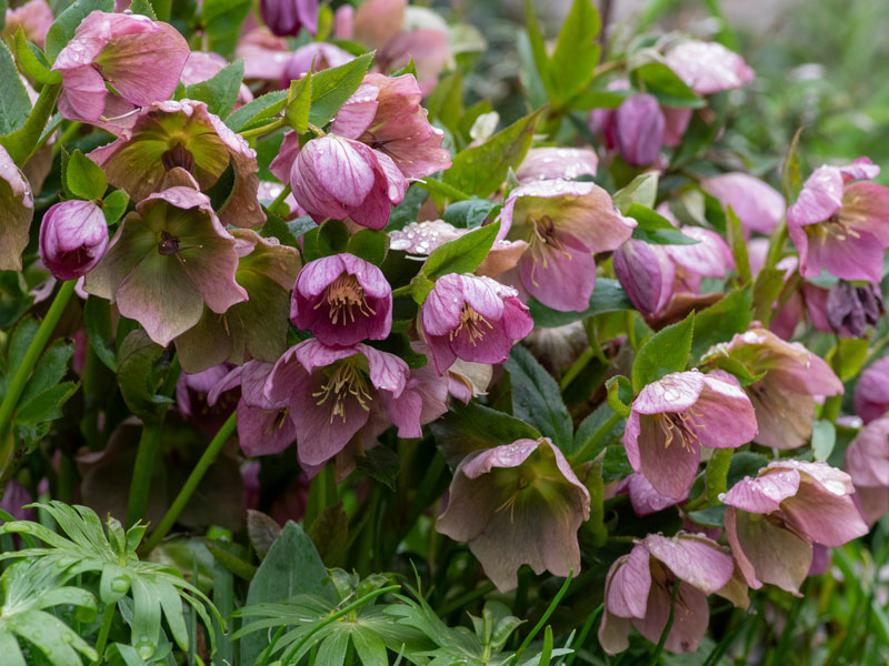 Julros, Helleborus - AS