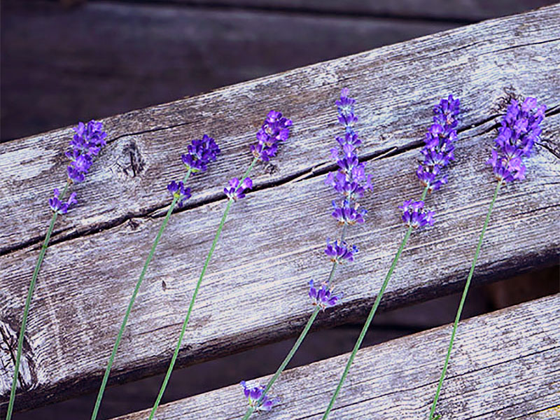 Olika sorters blå lavendelblommor - LL