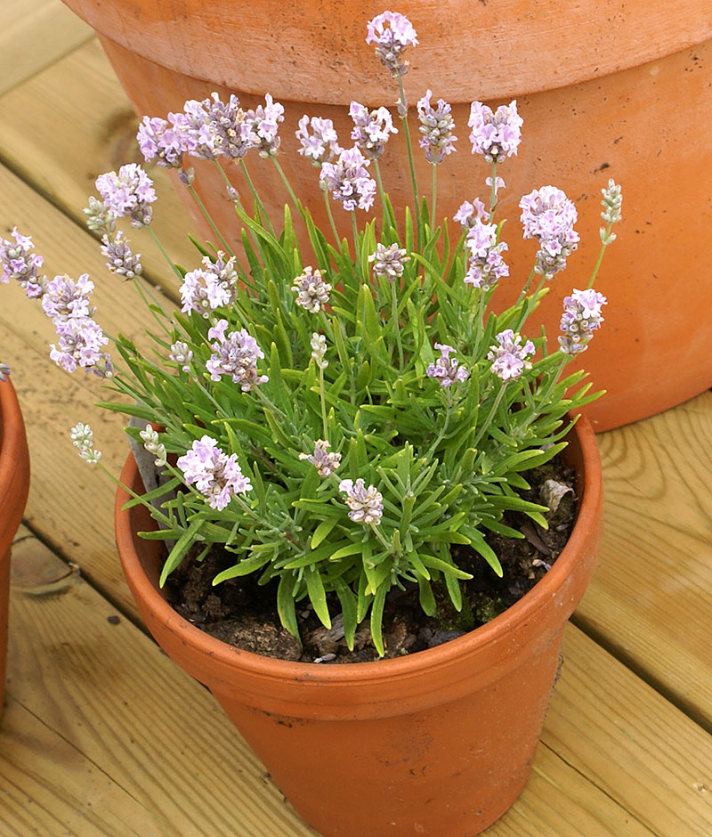 Lavendel med rosavita blommor