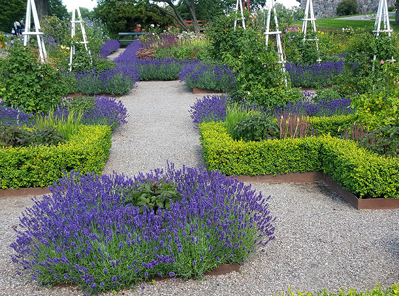 Lavendel planterad som kantväxt